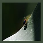 bwo