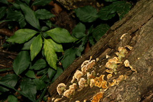 Foto: bwo 