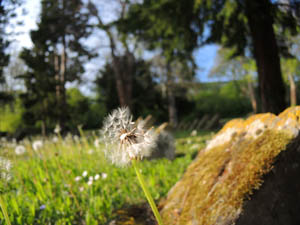  Korntal 