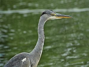 Foto: kwt