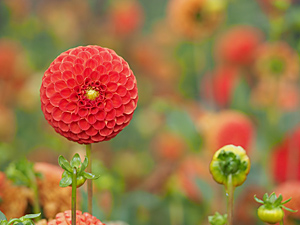  Dahlien 