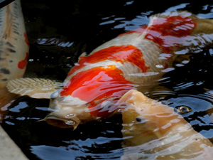  Koi-Karpfen 