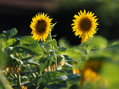  Sonnenblumen 