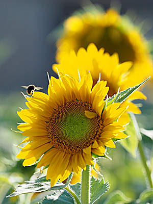 Foto: bwo